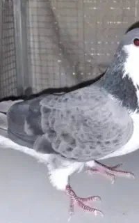 دمگیر ماده جوجه داره