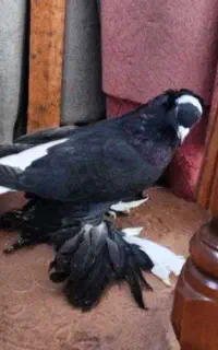 کبوتر خاصا