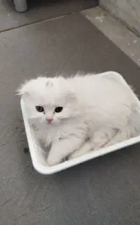 گربه اسکاتیش