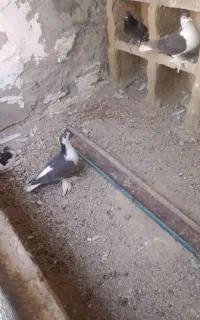 کبوتر