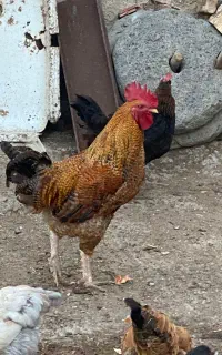 خروس
