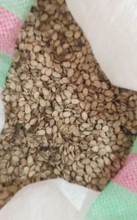 تخمه هندوانه