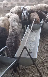 بره ماده ریز