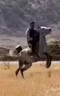 مادیان کورد سواری دار و شجره دار سر دمگیر