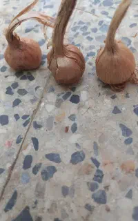 پیاز زعفران ضد عفونی شده پاک شده