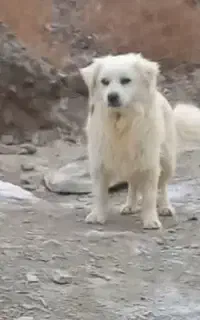 سگ پاکوتاه