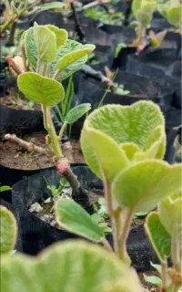 نهال کیوی یکساله