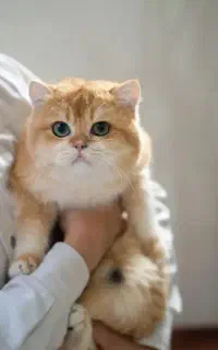 بریتیش های اصیل در اصفهان