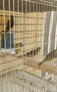 قناری سبز چمنی و سفید طوسی