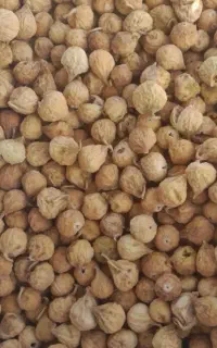 انجیر خوب نقد