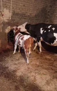 خرید فروش دام....