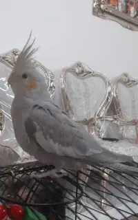 عروس هلندی