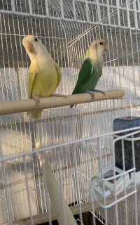 یک جفت طوطی برزیلی