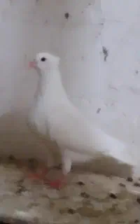 کبوتر کفتر