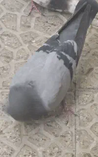 ۲تا کبوتر نر پرشی مایه کفتر