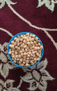 نخود