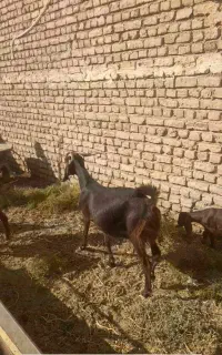 بز با بزغاله