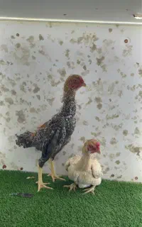 مرغ و خروس و جوجه لاری کوشامو حلقه پا وارداتی