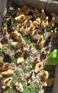 جوجه اردک محلی