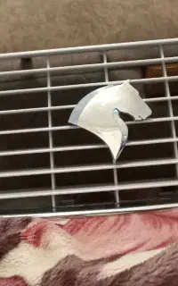 جلو پنجره سمند