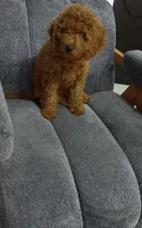 سگ پودل تاینی دارک رد