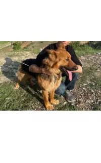 سگ ژرمن