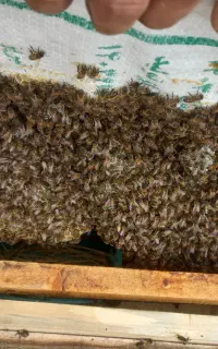 زنبور 6ال 8قاب فول با نژاد خوب