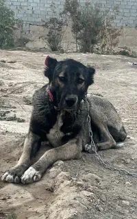 سگ کنگال ماده 1.5 ساله/ سگ نگهبان