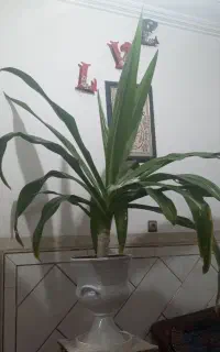 گل موزی