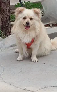 پامر روباهی