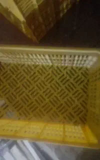 سبد انگور