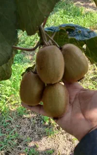 خرید کیوی هایوارد