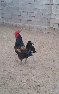 خروس