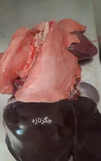 جگر تازه بره