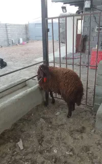 بره قوچ
