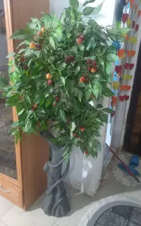 درخت گیلاس خوشکل زیبا