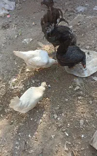تعدادی مرغ و خروس محلی