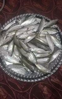 میگو