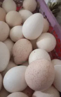 تخم مرغ محلی
