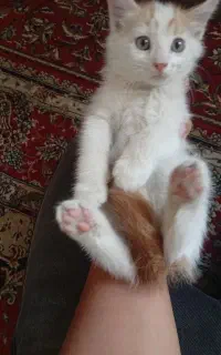 واگذاری بچه گربه