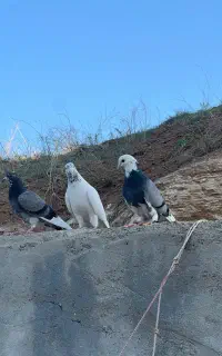 کبوتر پرش سنگین
