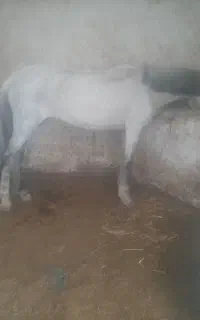 مادیان پالونی