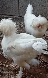 سفید برفی