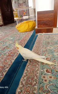 فروش  عروس هلندی