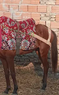کره اسب ترکمنی نریان ۱۸ ماهه گوسفندی