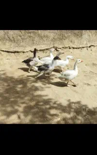 غاز قو