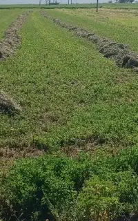فروش یونجه چین اول