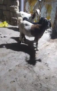 سه عدد بز برا فروش