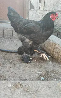 خروس برهما اصل