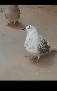 ظرف کبوتر تکی و جفتی